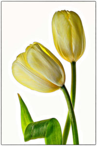Valerie Interligi - Tulips And Curled Leaf - 3rd Place - A Color