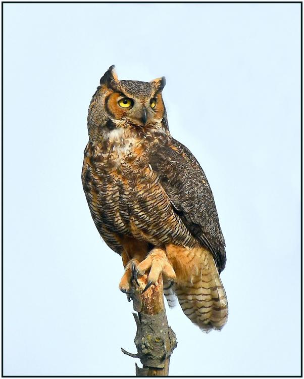 Glenn Urquhart - Great Horned Owl - B IOM