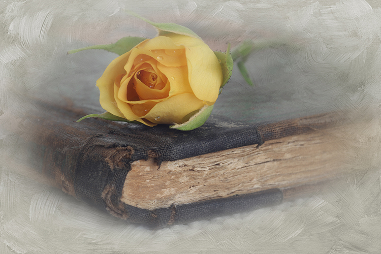 Valerie Interligi - Yellow Rose And Book - Salon IOM