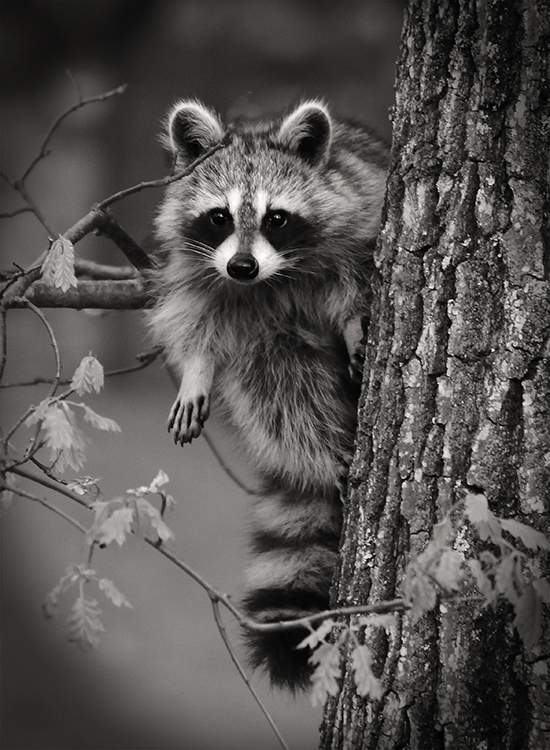 Bill Brown - Raccoon Checking Us Out - 1st Place B&W B Group EOY