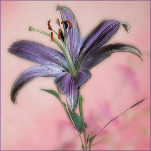 Joe Senzatimore - Lavender Lily 12 - Creative IOM