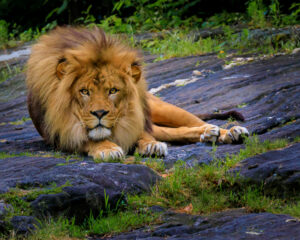 Vin Como-Resting Lion