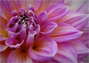 Ken Thalheimer-Purplish Bloom-Color A IOM
