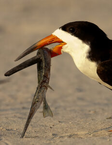 penguin eating fish
