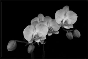 Valerie Interligi-B&W S-Orchids-10 (IOM)
