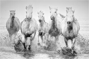 Lorraine Piskin-B&W S-Pierre's White Horses-10 (IOM)