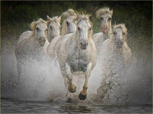 Lorraine Piskin-Color S-White Horses Of The Camargue-10 (IOM)