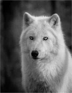 William Brown-B&W-A-Arctic Wolf Portrait-10 (IOM)