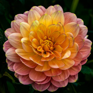 Alan Borko-Color B-Dahlia In Bloom-9 (IOM)