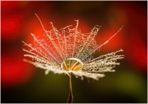 William Brown-Creative-Morning Dew On Dandelion Seed-10 (IOM)