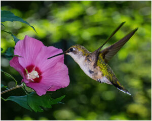 William Brown-Color S-Rose Of Sharon Attracts Hummingbird-10 (IOM)