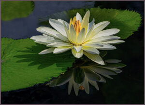 Steven Kessler-Color S-Water Lily Reflection 8-10 (IOM)