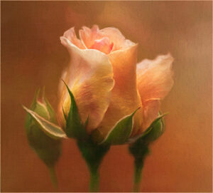 Helen Albano-Creative-Royal Rose-10 (IOM)