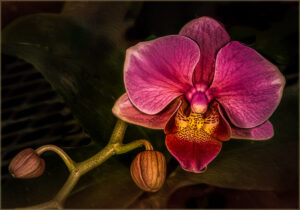 Vin Como-Color A-Magenta Orchid With Buds-10 (IOM)