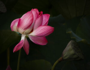 Alan Borko-Color A-Water Lilly-9.5 (IOM)