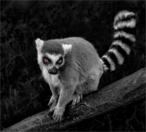 Debbie Garafola-B&W A-Lemur-10 (IOM)