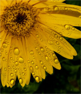 Debbie Garafola-Color A-Daisy After The Rain-10 (IOM)