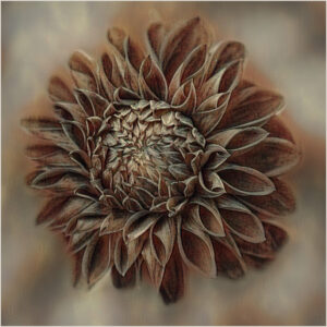 Helen Albano-Creative-Dahlia In Sepia-10 (IOM)