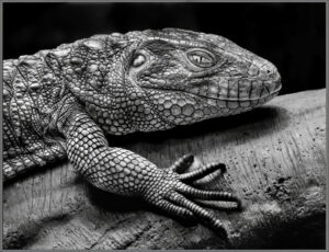 Steven Kessler-B&W S-Large Lizard Two B&W-10 (IOM)