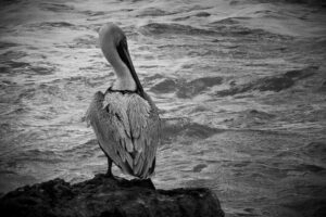 Stu Schneider-B&W B-Shy Brown Pelican-10 (IOM)