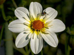 Alan Borko-Color A-Fly Resting on Dahlia-9.5 (IOM)