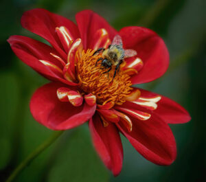 Steven Kessler-Color S-Bee on Orange and Red-10 (IOM)