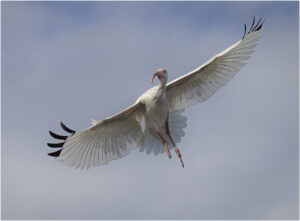 Tim Chambers-Color S-Gliding-10 (IOM)