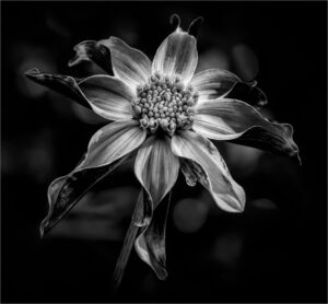 Vin Como-BW S-Pinwheel Dahlia-10 (IOM)